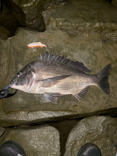 クロダイの釣果