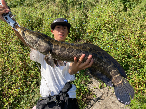 ライギョの釣果