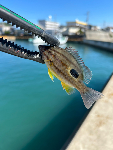 クロホシフエダイの釣果