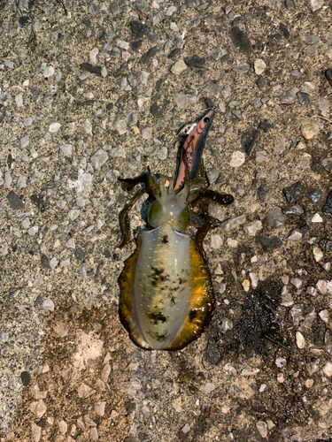 アオリイカの釣果