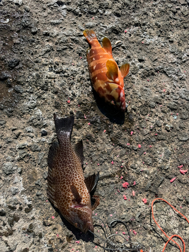 オオモンハタの釣果