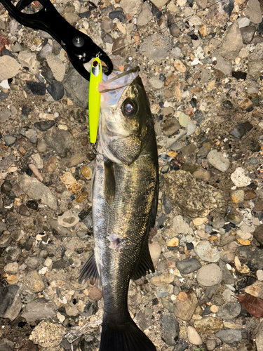 シーバスの釣果