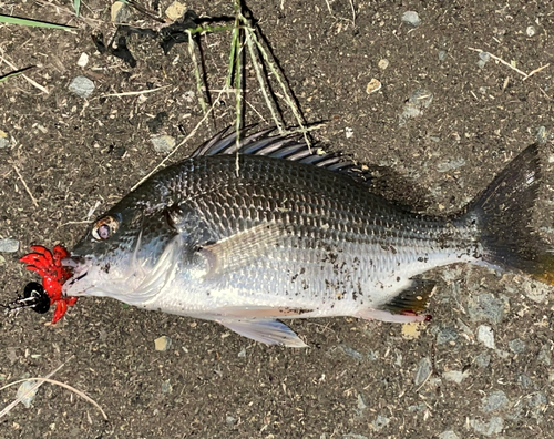 多々良川河口