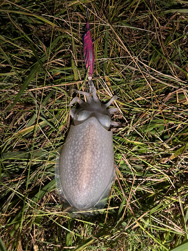 シリヤケイカの釣果