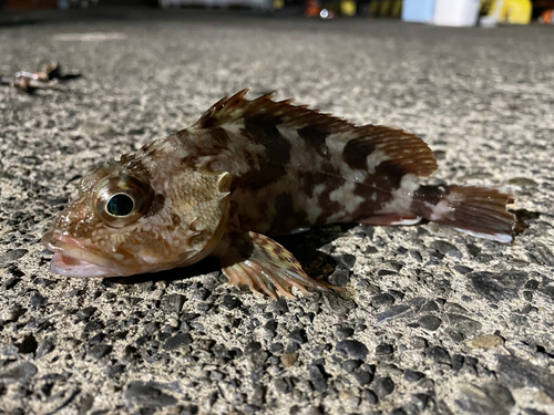 カサゴの釣果