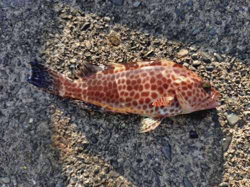 オオモンハタの釣果