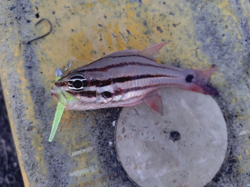 オオスジイシモチの釣果