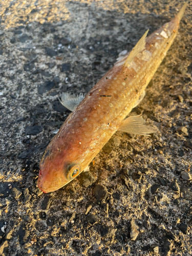 エソの釣果