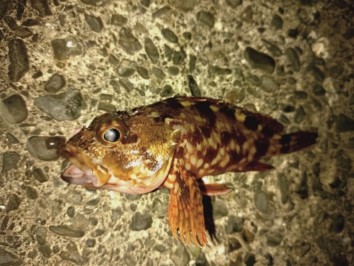 カサゴの釣果