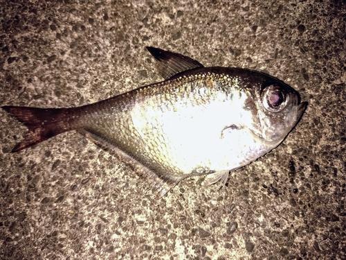 ミナミハタンポの釣果