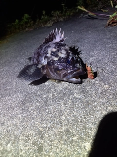 オウゴンムラソイの釣果