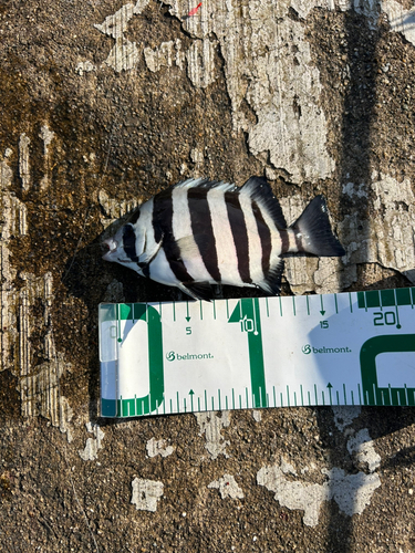 サンバソウの釣果