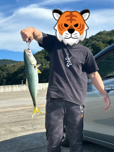 イナダの釣果