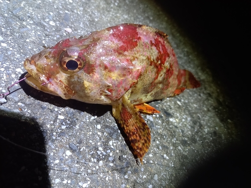 ヨロイメバルの釣果