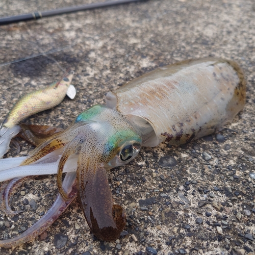 アオリイカの釣果