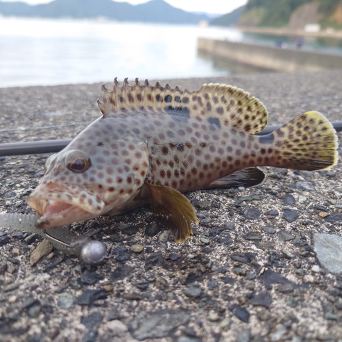 ノミノクチの釣果