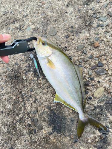 ツバスの釣果