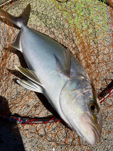 ネイリの釣果