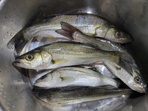 セイゴ（マルスズキ）の釣果