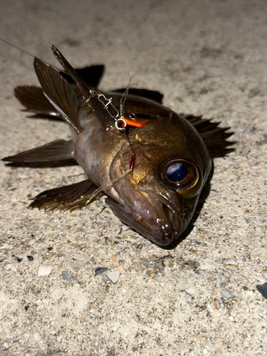 メバルの釣果