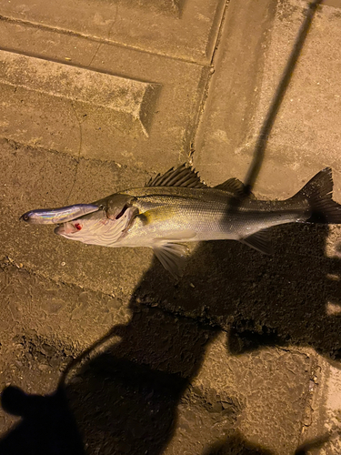 セイゴ（マルスズキ）の釣果