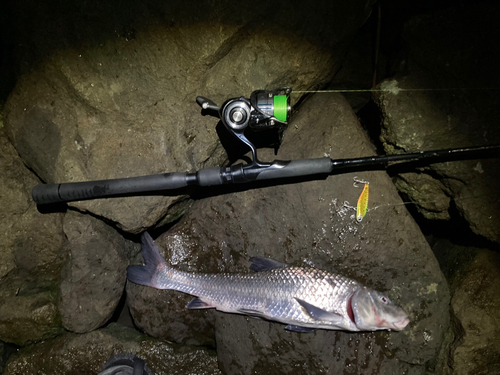 ニゴイの釣果