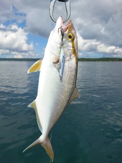 シオの釣果