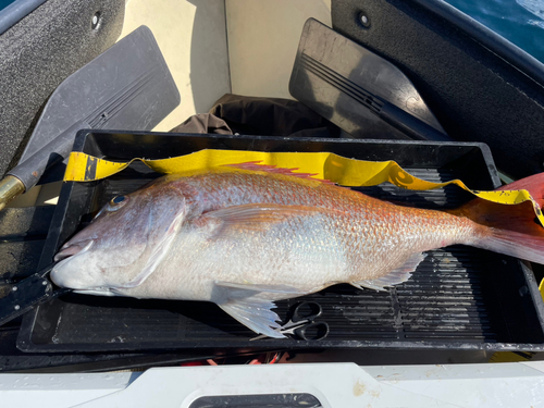 マダイの釣果