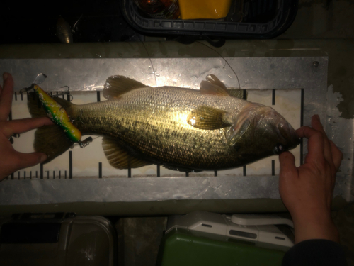 ブラックバスの釣果