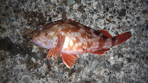 カサゴの釣果