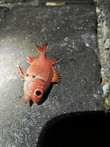 新居海釣公園