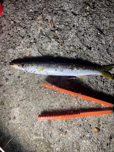 カマスの釣果