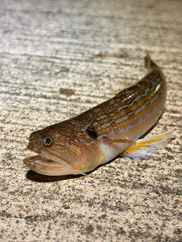 オキエソの釣果