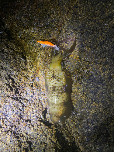 アオリイカの釣果