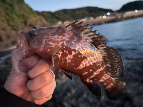 キジハタの釣果