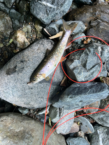 アメマスの釣果