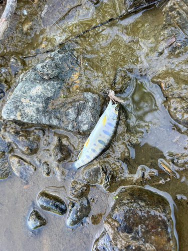 ヤマメの釣果