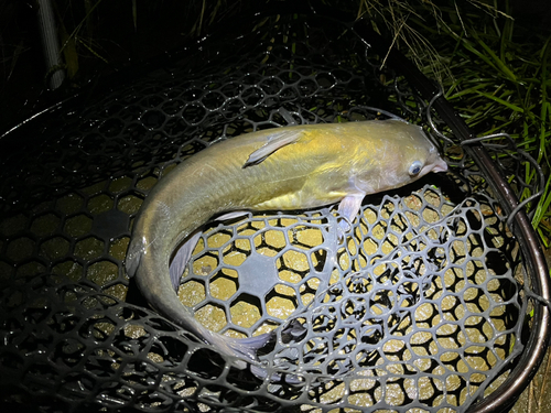 アメリカナマズの釣果