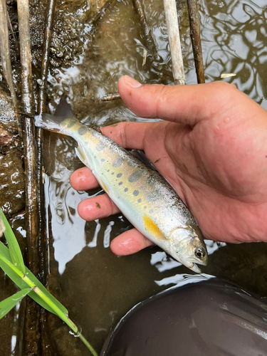 ヤマメの釣果