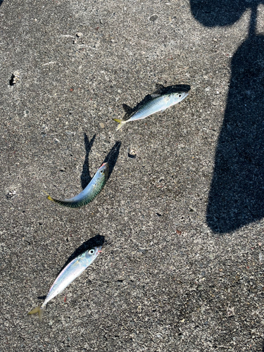 マサバの釣果