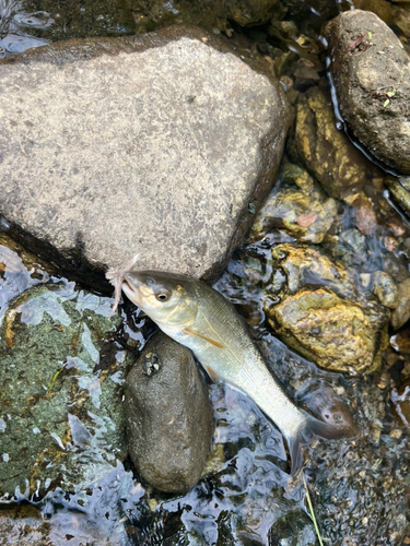 ウグイの釣果