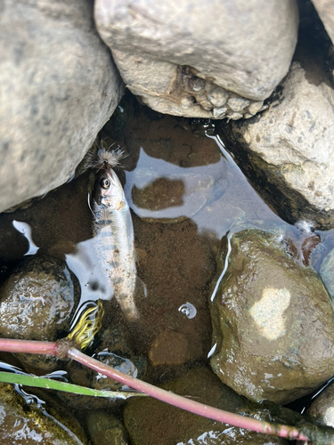 ヤマメの釣果