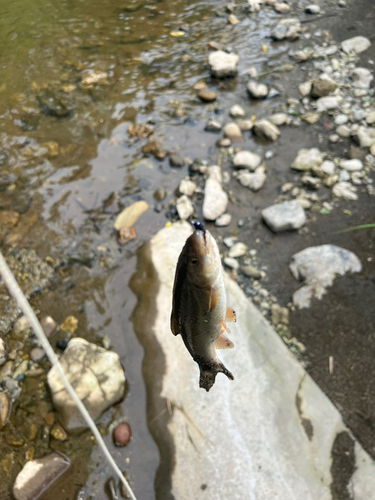 ウグイの釣果