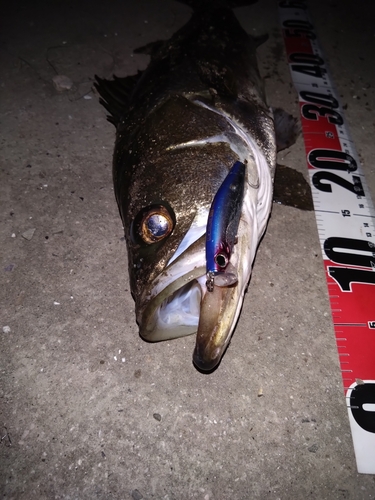 シーバスの釣果