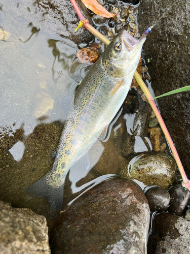 ニジマスの釣果