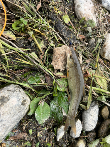 ウグイの釣果