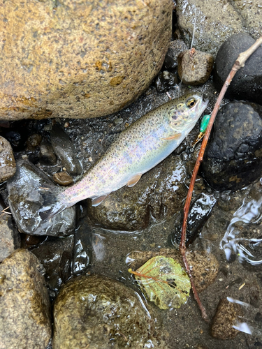 ニジマスの釣果