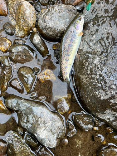 ニジマスの釣果