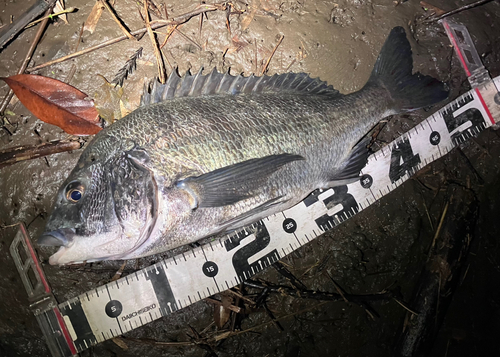 クロダイの釣果