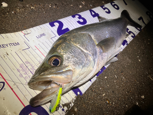 シーバスの釣果